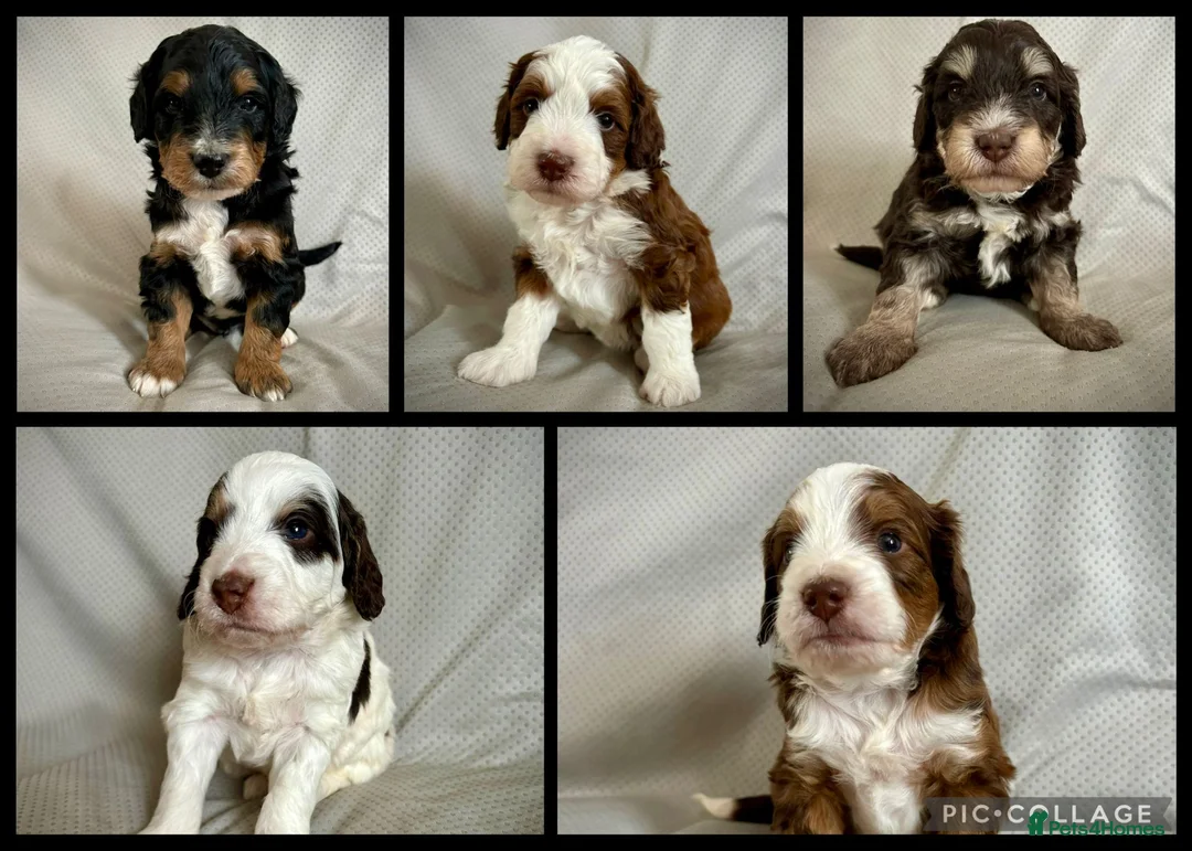 Bernedoodle dogs for sale: Mini Bernedoodle Litter 💙💕 - Advert 1