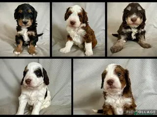Bernedoodle dogs Mini Bernedoodle Litter 💙💕 - Advert 2