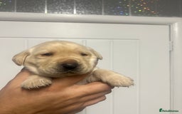Labrador Retriever dogs for sale: Stunning Labrador puppys - Image 13