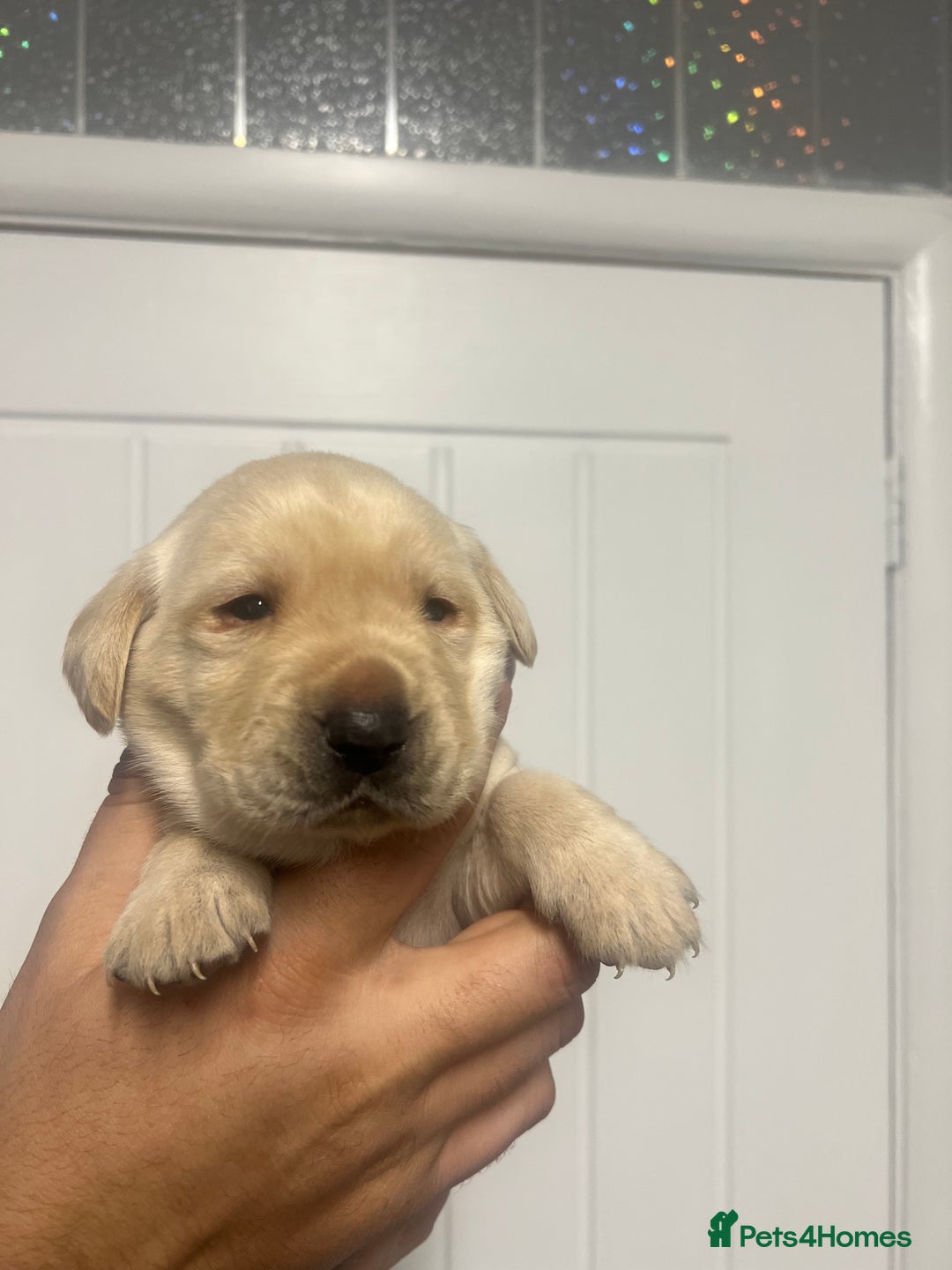 Labrador Retriever dogs for sale: Stunning Labrador puppys - Image 13
