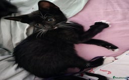 Domestic Shorthair cats for sale: 🐾Fully Vaccinated microchipped kitten BOY🐾 - Image 5