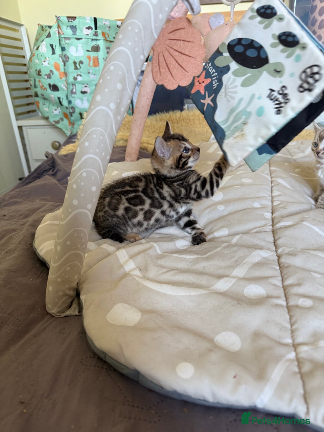 Bengal cats for sale: Stunning 🐾 Pedigree Bengal Kittens 🐆 TICA Reg - Advert 6