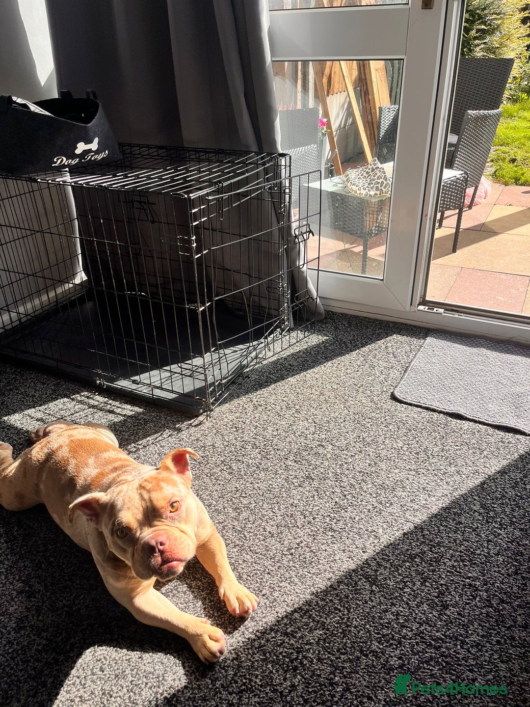 American Bully dogs for sale: Micro bully  - Advert 2