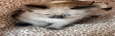 Ragdoll 2