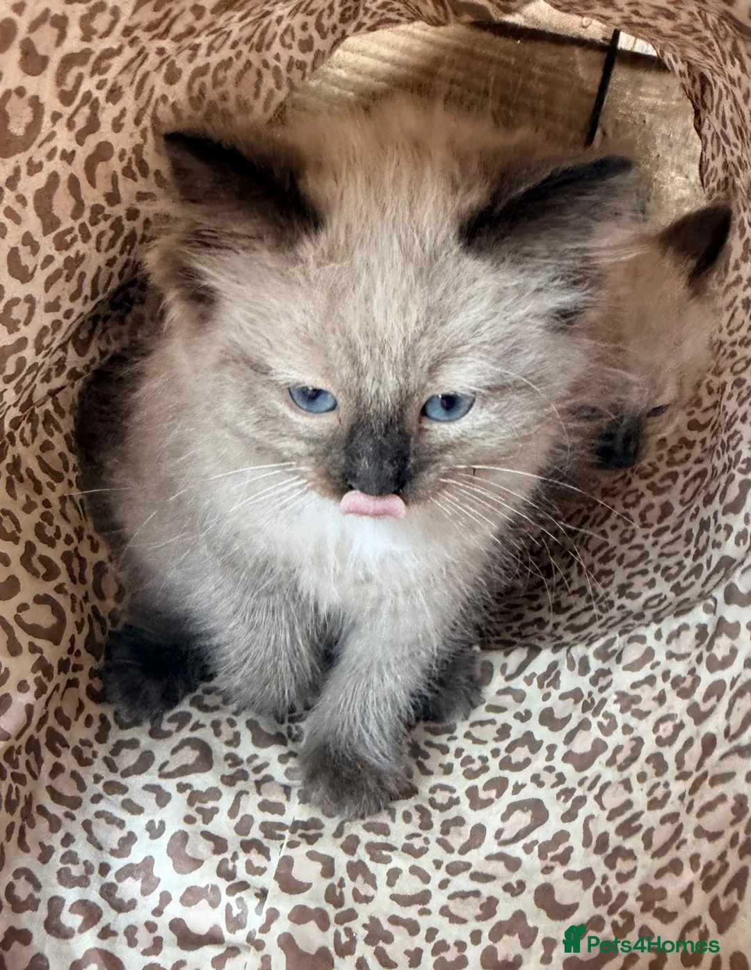 Ragdoll cats for sale: Stunning ragdoll kittens ready now  - Advert 2