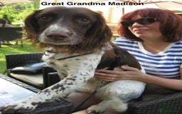 English Springer Spaniel dogs for sale: 5th Gen Springers: Purebred, 7th litter, 36 total - Image 18