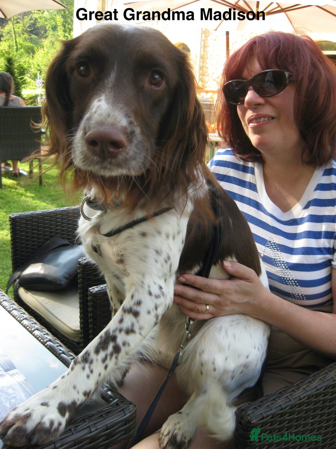 English Springer Spaniel dogs for sale: 5th Gen Springers: Purebred, 7th litter, 36 total - Image 18