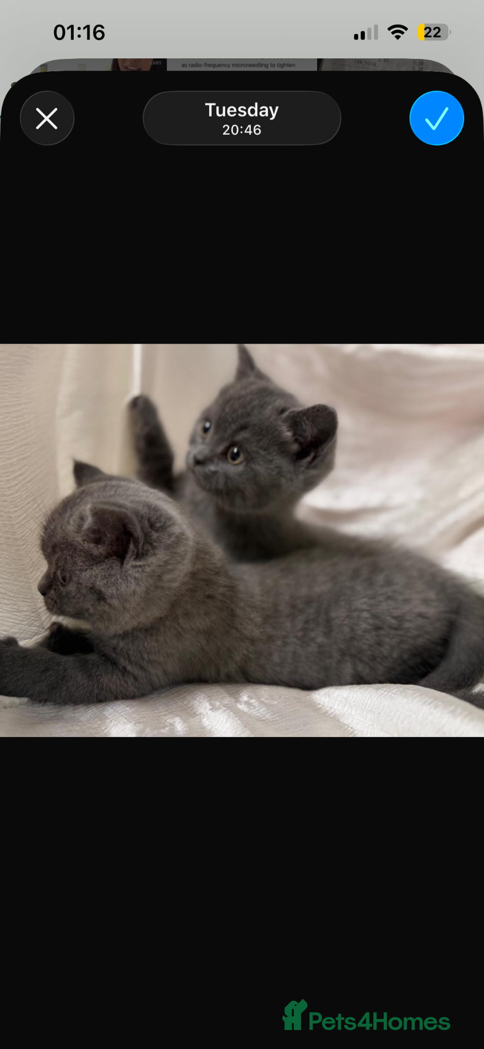 British Shorthair cats 2 British shorthair kittens  - Advert 2