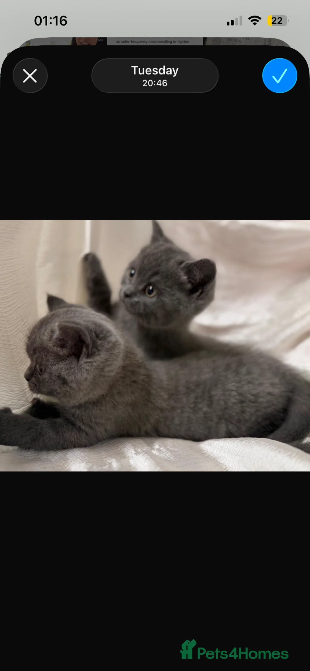 British Shorthair cats for sale: 2 British shorthair kittens  - Advert 2