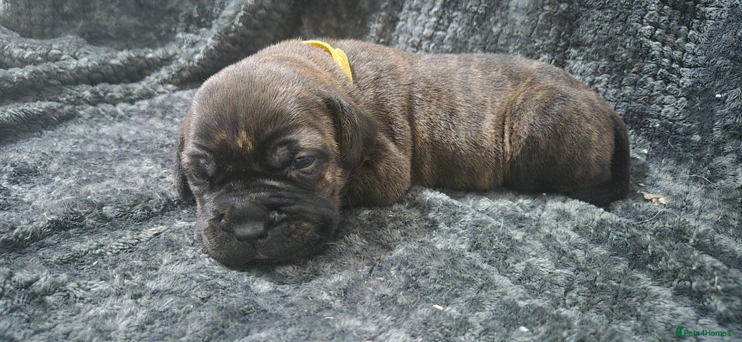 Mixed Breed dogs for sale: Outstanding Mastiff Puppies looking for homes  - Advert 4