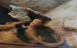 Bearded Dragon reptiles for sale: 1 Year Old Bearded Dragon for sale - Image 3