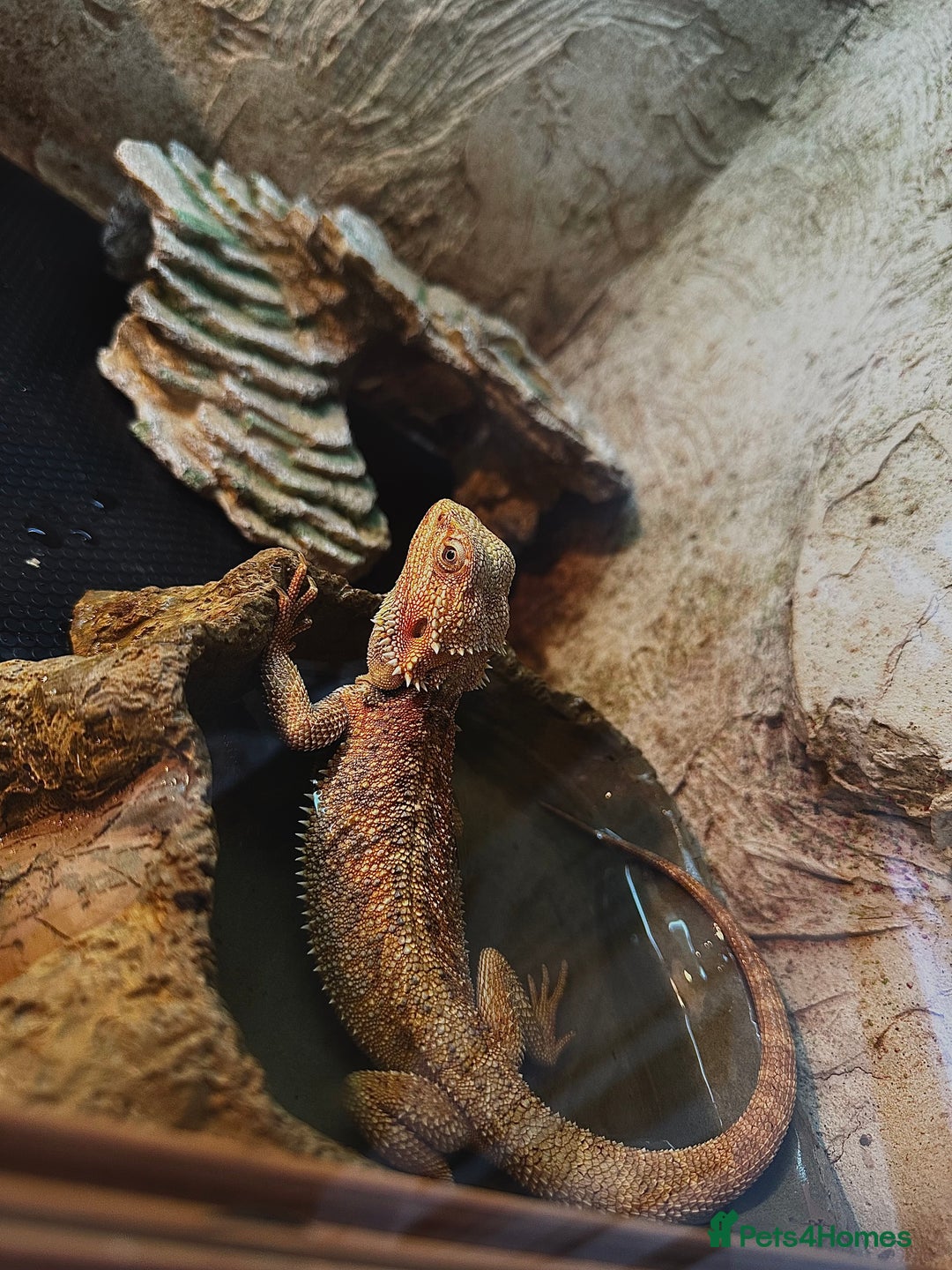 Bearded Dragon reptiles for sale: 1 Year Old Bearded Dragon for sale - Image 3