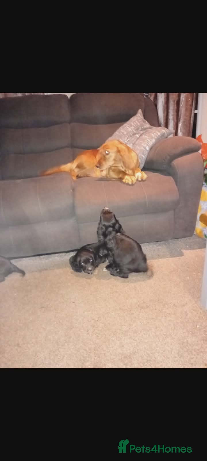 Cocker Spaniel dogs Working cocker spaniel pups  - Advert 1