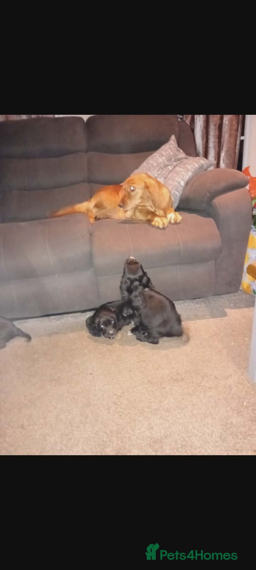 Cocker Spaniel dogs for sale: Working cocker spaniel pups  - Advert 1