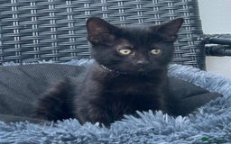 Mixed Breed cats for sale: 6 beautiful kittens ready for their forever homes - Image 7