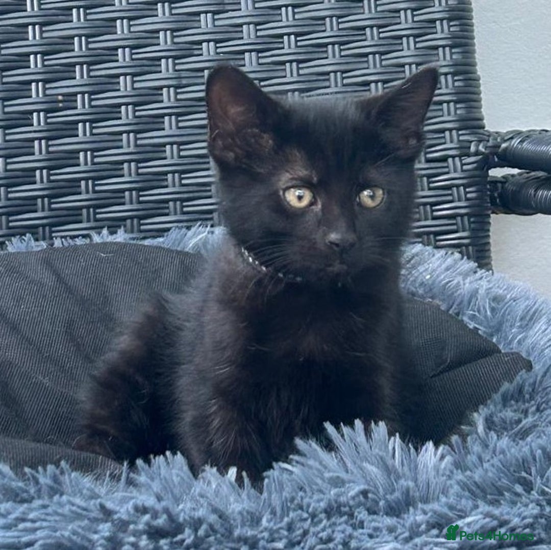 Mixed Breed cats for sale: 6 beautiful kittens ready for their forever homes - Image 7