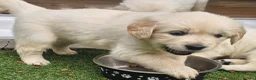Golden Retriever dogs for sale: Cream and golden retriever puppies in Bristol - Advert 22