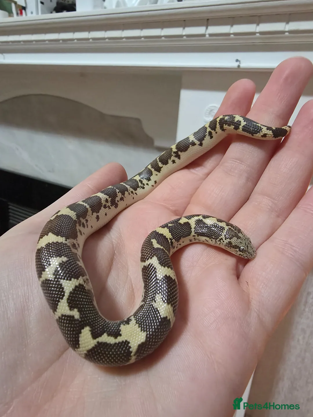 Boa Snake reptiles for sale: 2x sand boas  - Advert 1