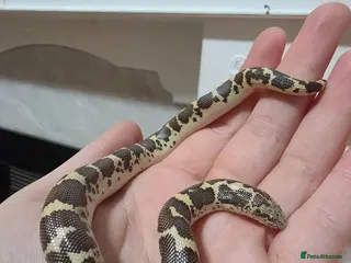 Boa Snake reptiles 2x sand boas - Advert 18