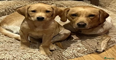 Labrador Retriever dogs - Advert 1