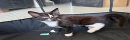 Mixed Breed cats for sale: Cheeky Kittens available- no cost - Advert 8