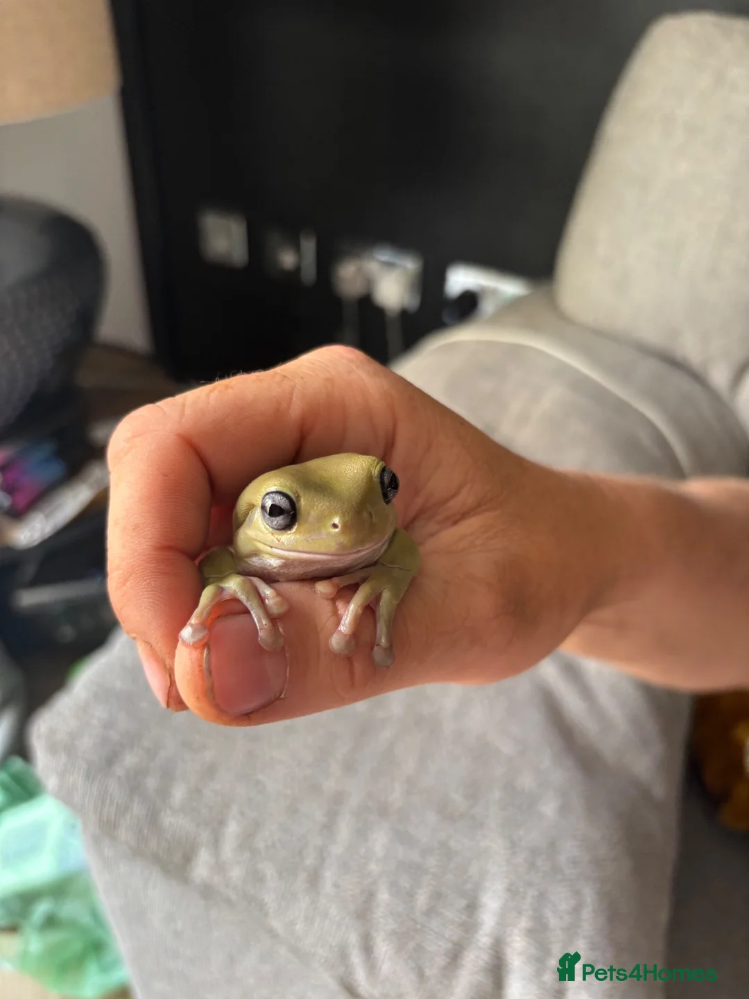 Frog reptiles for sale: whites tree frog  - Advert 2