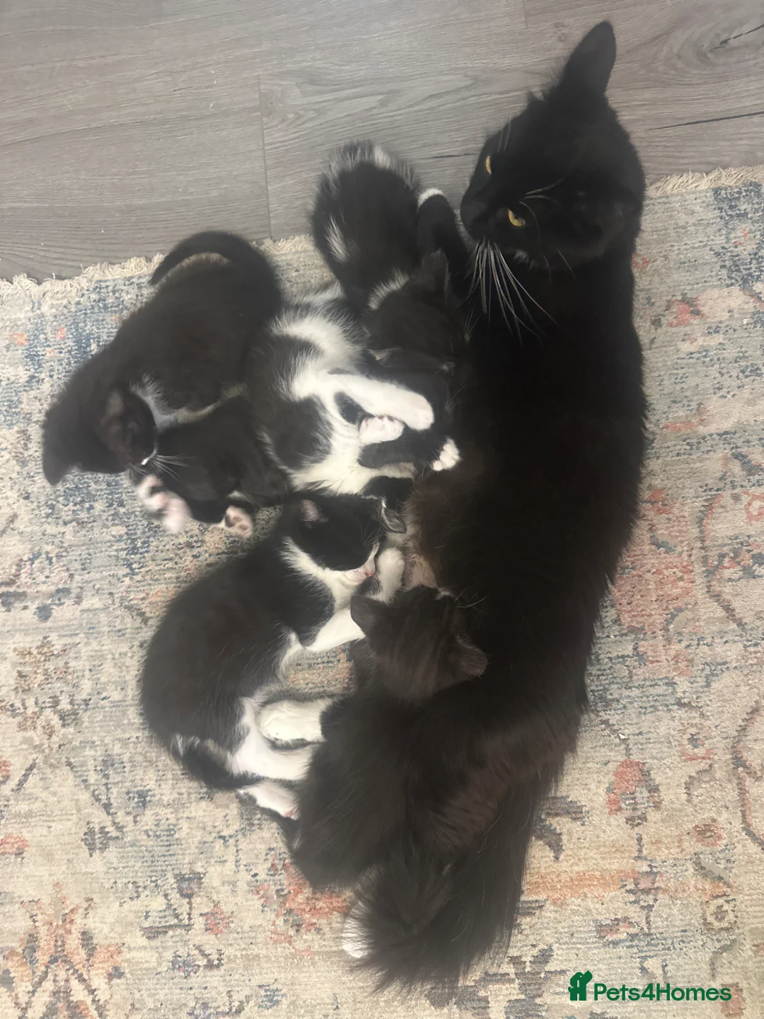 Mixed Breed cats for sale: Healthy kittens - Advert 1