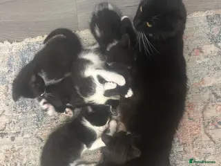 Mixed Breed cats Healthy kittens - Advert 2