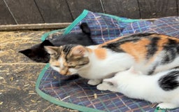 Mixed Breed cats for sale: Kittens - Image 5
