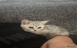 Scottish Fold cats for sale:  BEAUTIFUL female kitten🩷 - Image 3