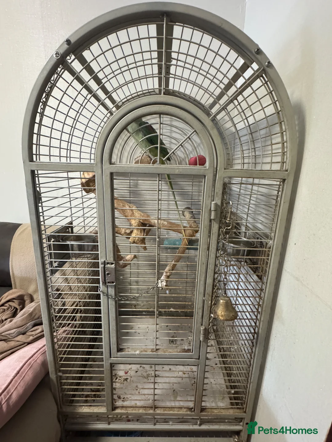 Parrots birds for sale: Alexander in Bolton - Advert 8