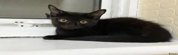 Mixed Breed cats for sale: Kittens for Rehoming  in Chelmsford - Advert 10