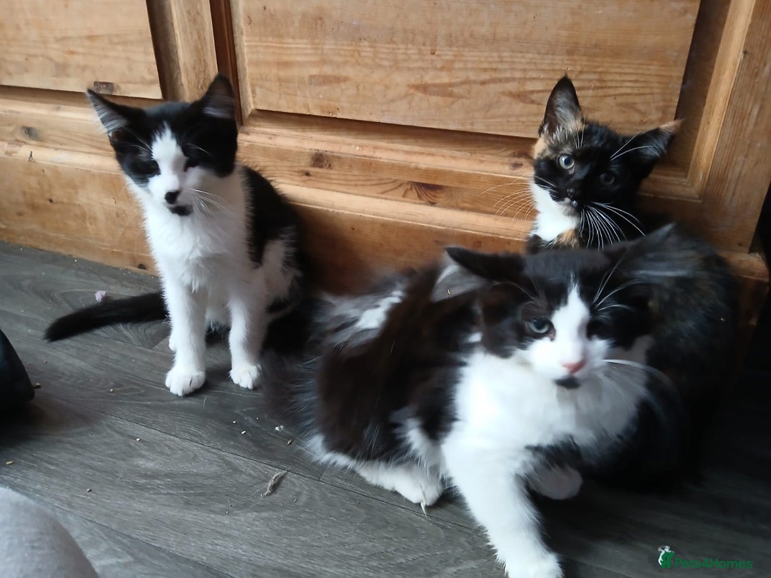 Maine Coon cats for sale:  Vet check. Full Vaccinated. Microchiped kittens in Sudbury - Image 24