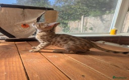 Bengal cats for sale: Bengal Kittens Purebred with Champion Lines  - Image 26