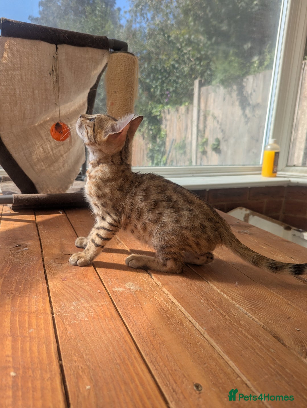 Bengal cats for sale: Bengal Kittens Purebred with Champion Lines  - Image 26