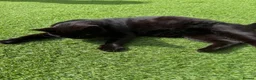 Mixed Breed cats for sale: Little ones - Advert 3