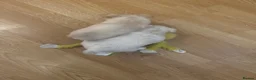 Chihuahua dogs for sale: White long hair Apple head chihuahua  - Advert 6