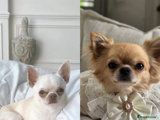 Chihuahua dogs for sale: Chihuahua cream longhaired - Advert 1