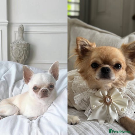 Chihuahua dogs Chihuahua cream longhaired - Advert 1