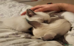 Snowshoe cats for sale: Rare Pedigree Snowshoe Kittens  - Image 10