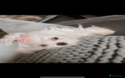 Maltipoo dogs for sale: F1 dollface Korean/Asian maltipoo fur babys  😍💙 - Advert 12