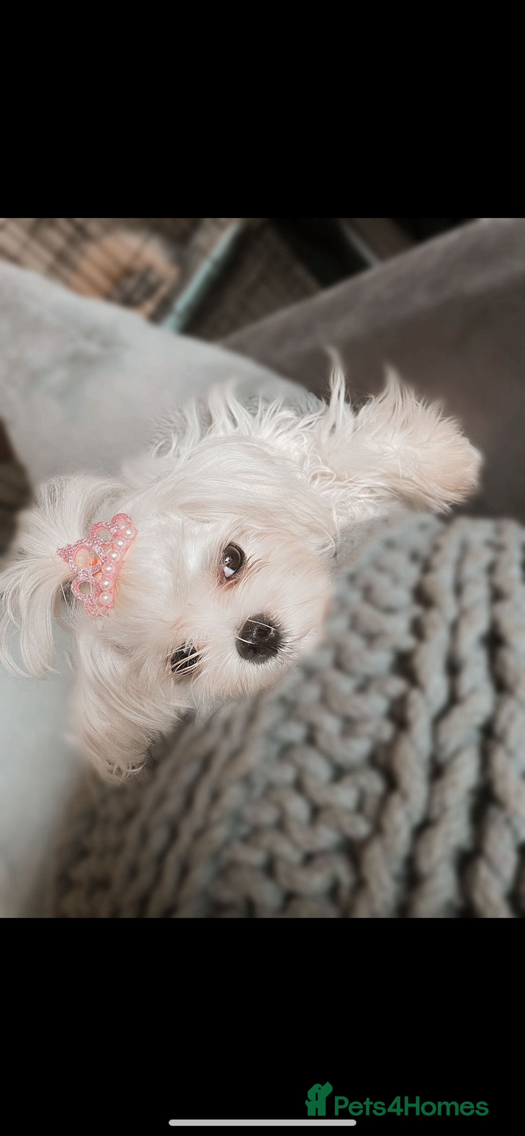 Maltipoo dogs for sale: F1 dollface Korean/Asian maltipoo fur babys  😍💙 - Advert 12