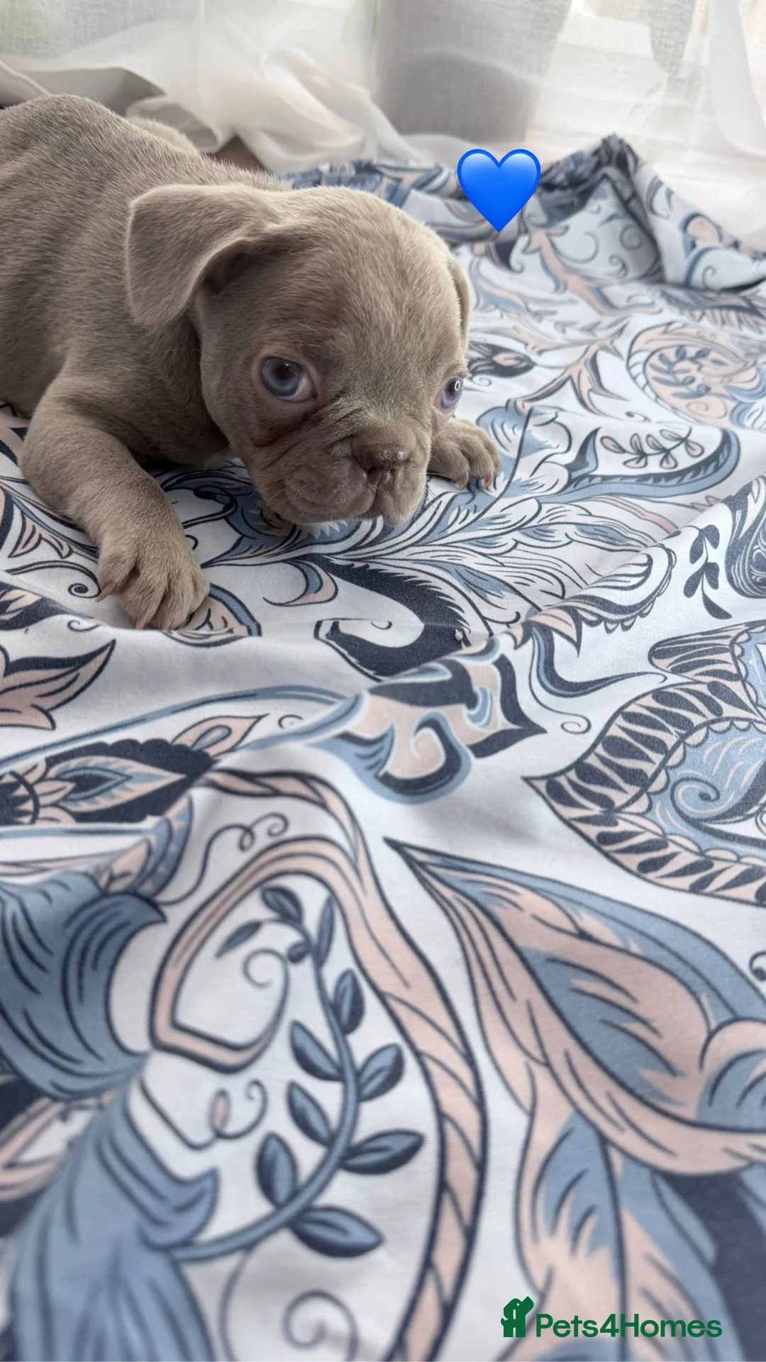 French Bulldog dogs for sale: FrenchBulldog Puppies Ready forTheirForeverHomes🐾 - Advert 23