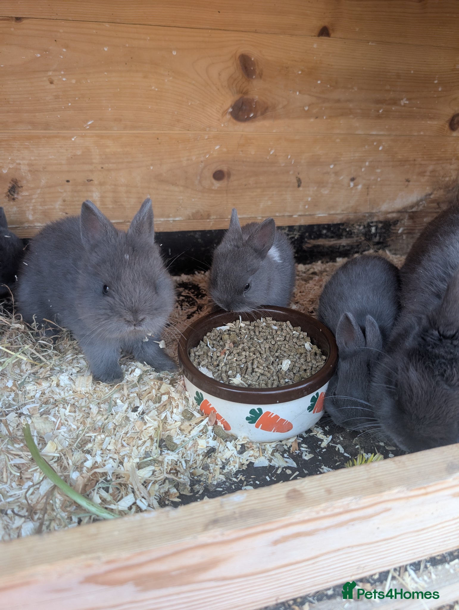 Netherland Dwarf rabbits Netherlands dwarf babys  - Advert 2