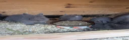Netherland Dwarf rabbits for sale: Netherlands dwarf babys  - Advert 2