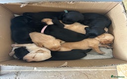 Labrador Retriever dogs for sale: Labrador Retrievers - Kennel Club Registered - Image 1