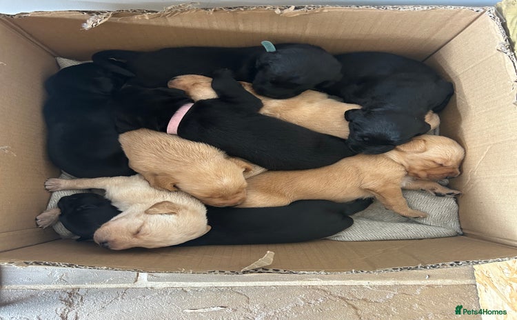 Labrador Retriever dogs - Advert 1