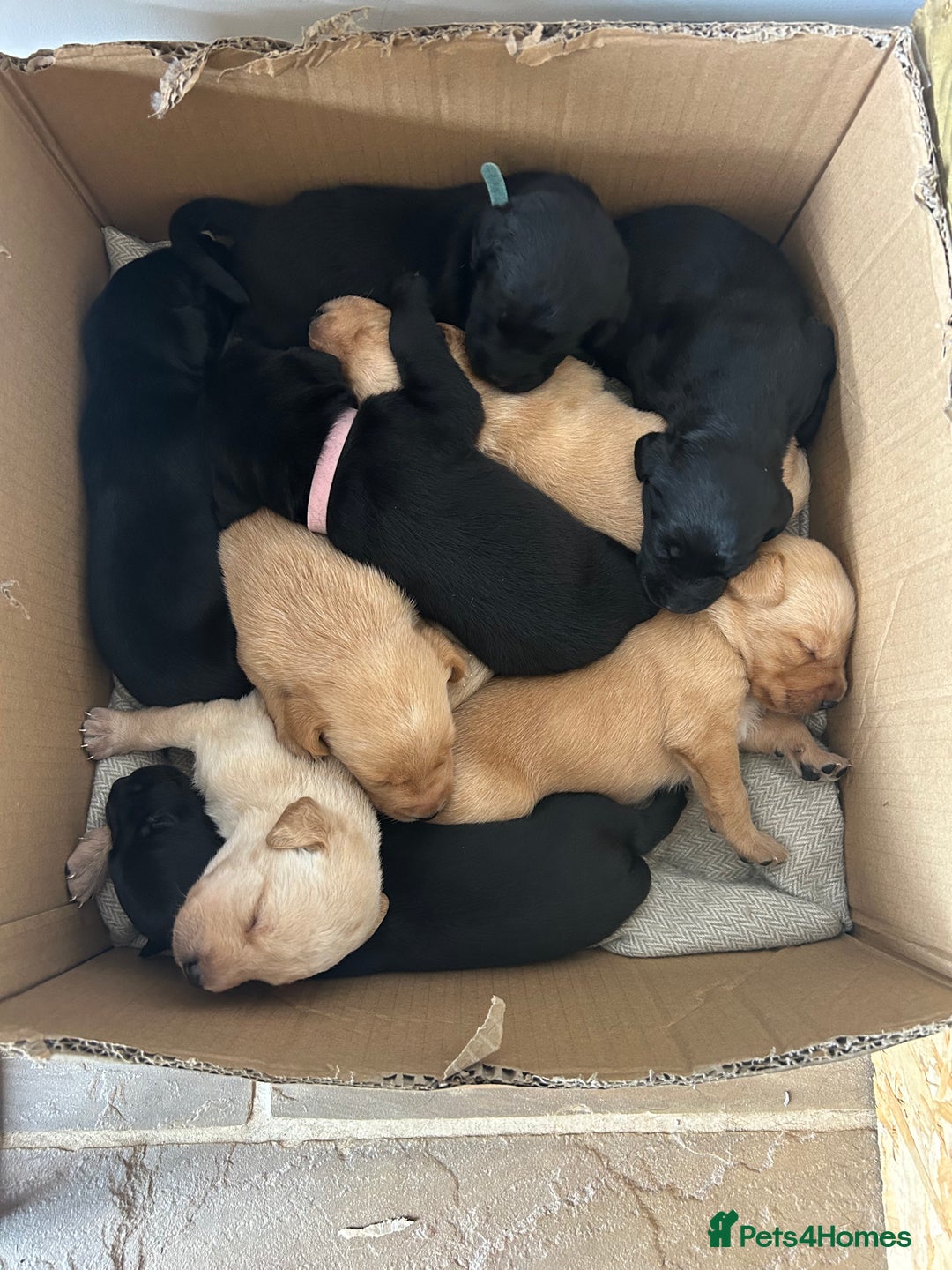 Labrador Retriever dogs for sale: Labrador Retrievers - Kennel Club Registered - Image 1