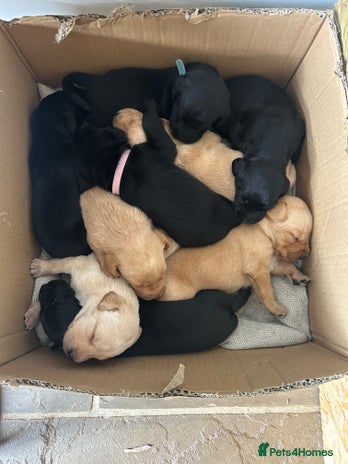 Labrador Retriever dogs - Advert 13