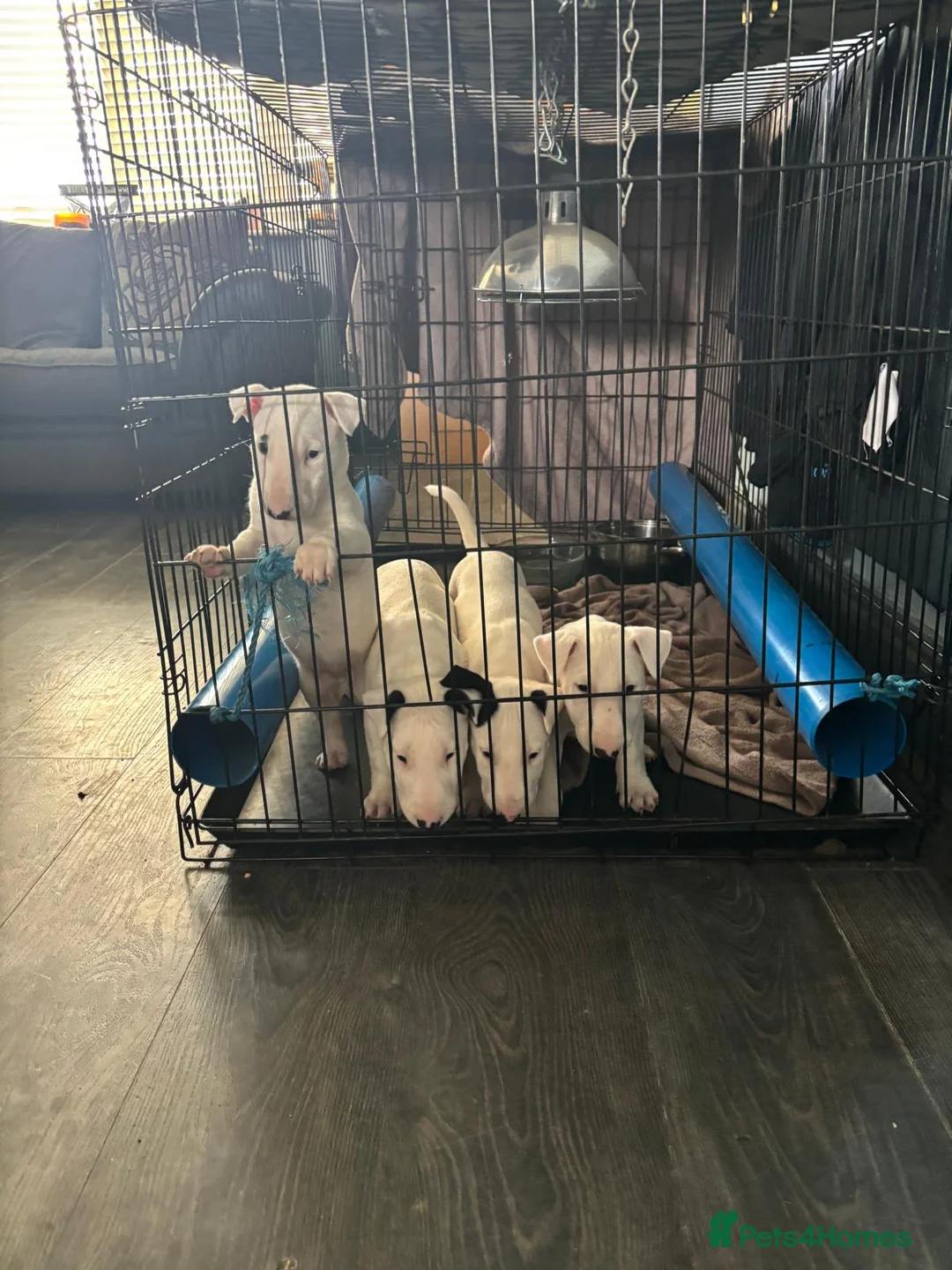 English Bull Terrier dogs for sale: Beautiful liter of championship Englishbullterrier in Ferryhill - Advert 1